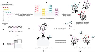 Immunogenic epitope scanning in bacteriolytic enzymes Pal and Cpl-1 and engineering Pal to escape antibody responses